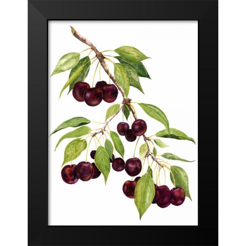 Watercolor Cherries Black Modern Wood Framed Art Print by Willett, Michael