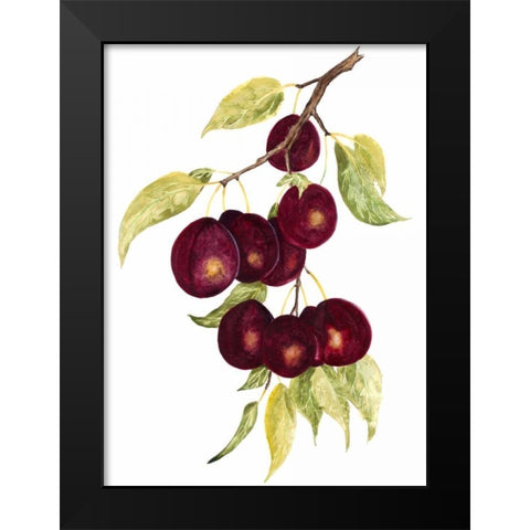 Watercolor Plums Black Modern Wood Framed Art Print by Willett, Michael