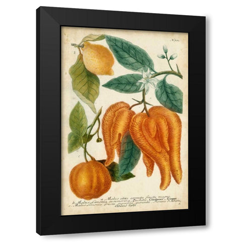 Exotic Citrus I Black Modern Wood Framed Art Print with Double Matting by Weinmann