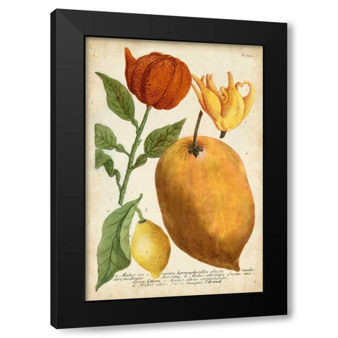 Exotic Citrus II Black Modern Wood Framed Art Print by Weinmann