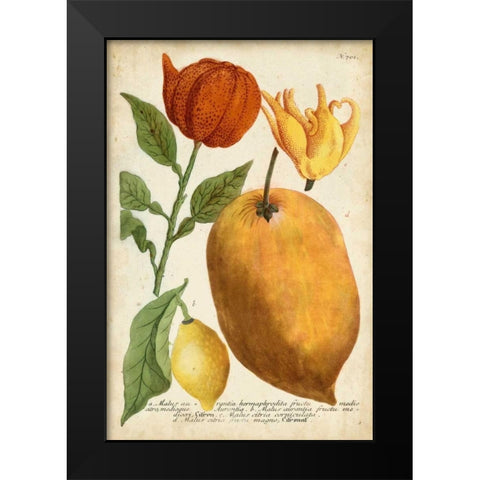 Exotic Citrus II Black Modern Wood Framed Art Print by Weinmann
