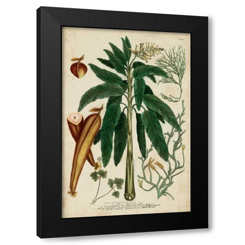 Vintage Tropicals II Black Modern Wood Framed Art Print with Double Matting by Weinmann