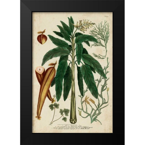 Vintage Tropicals II Black Modern Wood Framed Art Print by Weinmann
