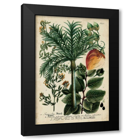 Vintage Tropicals III Black Modern Wood Framed Art Print with Double Matting by Weinmann