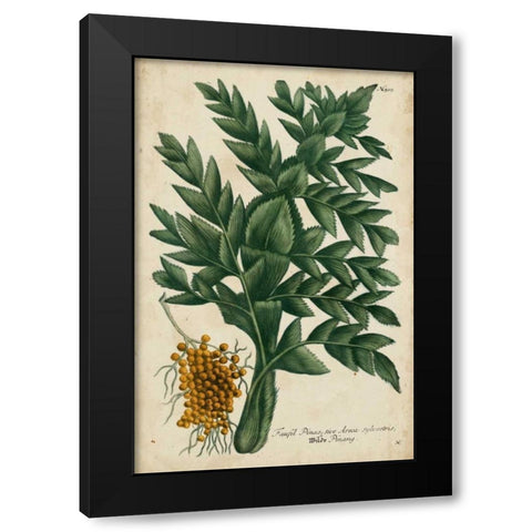 Vintage Tropicals V Black Modern Wood Framed Art Print with Double Matting by Weinmann