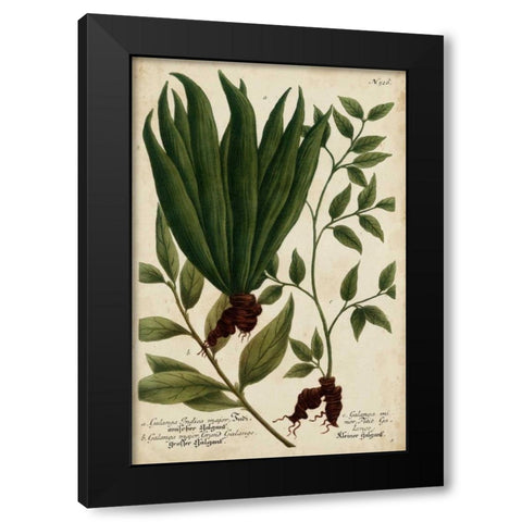 Vintage Tropicals VI Black Modern Wood Framed Art Print with Double Matting by Weinmann