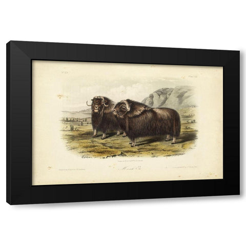 Musk Ox Black Modern Wood Framed Art Print by Audubon, John James
