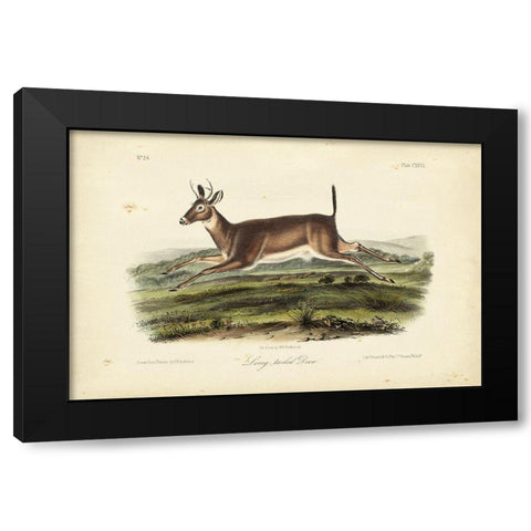 Long-tailed Deer Black Modern Wood Framed Art Print with Double Matting by Audubon, John James
