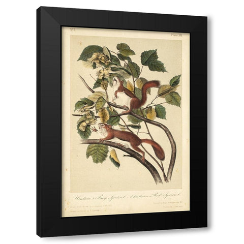 Audubon Squirrel II Black Modern Wood Framed Art Print by Audubon, John James