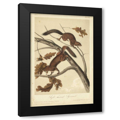 Audubon Squirrel III Black Modern Wood Framed Art Print with Double Matting by Audubon, John James