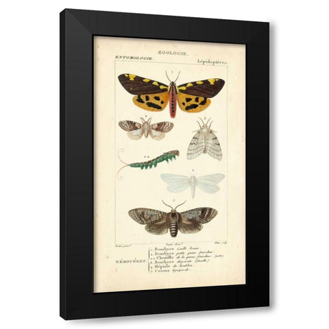 Antique Butterfly Study I Black Modern Wood Framed Art Print with Double Matting by Turpin