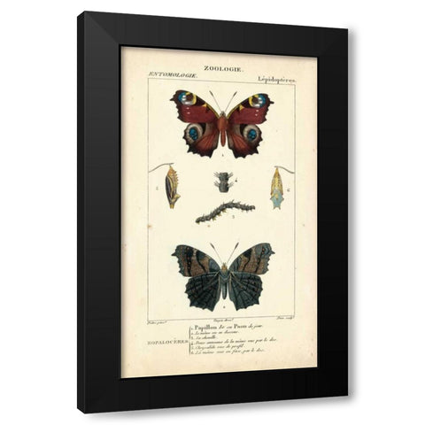 Antique Butterfly Study II Black Modern Wood Framed Art Print with Double Matting by Turpin