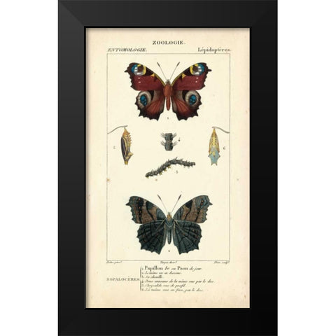 Antique Butterfly Study II Black Modern Wood Framed Art Print by Turpin