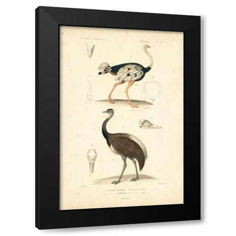 Antique Ostrich Study Black Modern Wood Framed Art Print with Double Matting by Remond, N.