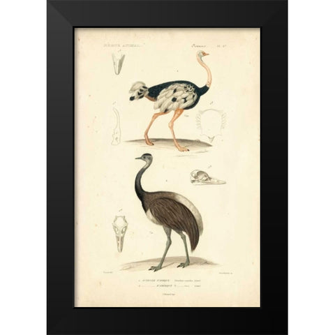 Antique Ostrich Study Black Modern Wood Framed Art Print by Remond, N.