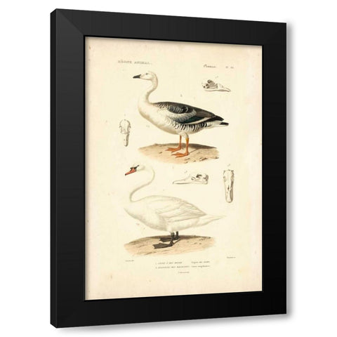 Antique Swan Study Black Modern Wood Framed Art Print by Remond, N.
