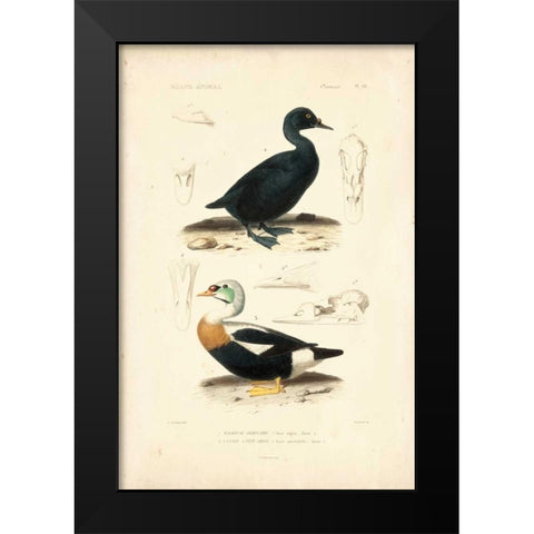 Antique Duck Study I Black Modern Wood Framed Art Print by Remond, N.