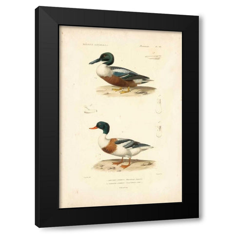 Antique Duck Study II Black Modern Wood Framed Art Print with Double Matting by Remond, N.
