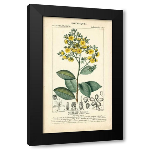Botanique Study in Yellow II Black Modern Wood Framed Art Print with Double Matting by Turpin