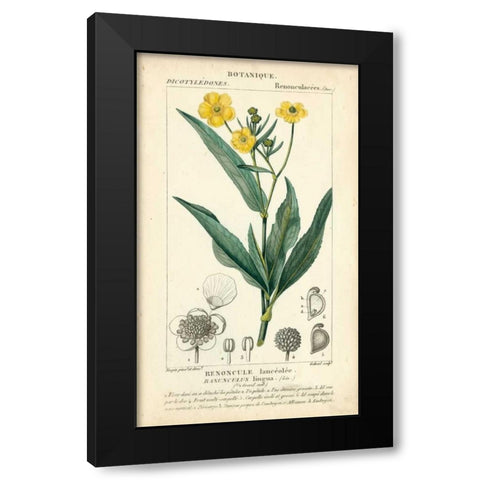 Botanique Study in Yellow III Black Modern Wood Framed Art Print by Turpin
