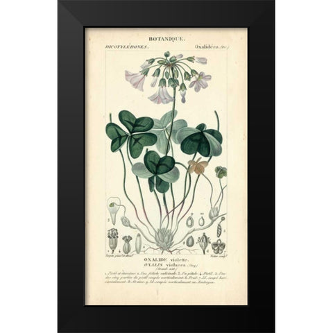 Botanique Study in Lavender I Black Modern Wood Framed Art Print by Turpin