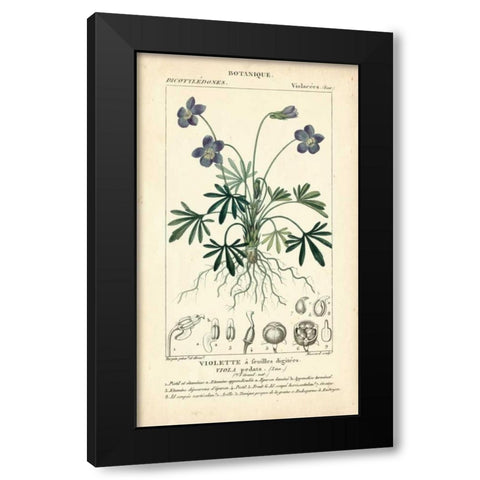 Botanique Study in Lavender IV Black Modern Wood Framed Art Print with Double Matting by Turpin