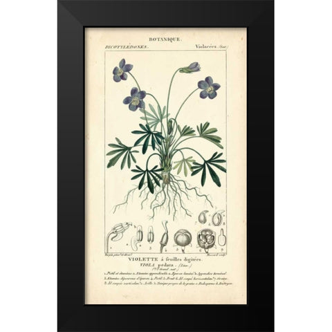 Botanique Study in Lavender IV Black Modern Wood Framed Art Print by Turpin