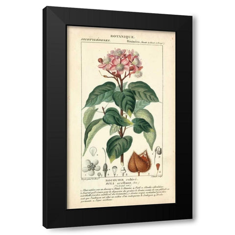 Botanique Study in Pink I Black Modern Wood Framed Art Print with Double Matting by Turpin