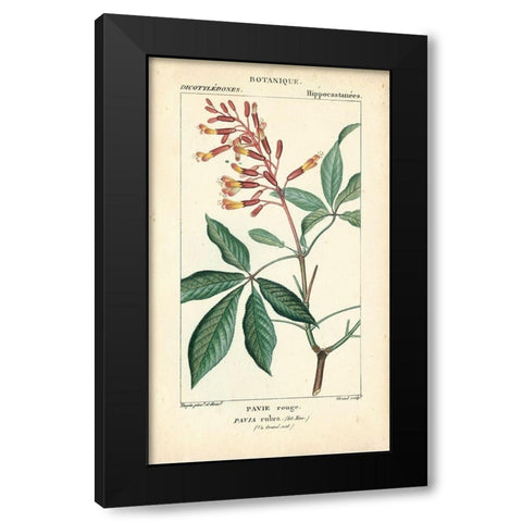 Botanique Study in Pink III Black Modern Wood Framed Art Print with Double Matting by Turpin