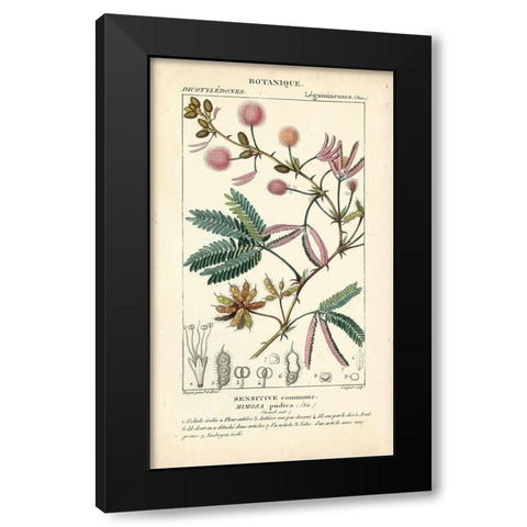 Botanique Study in Pink IV Black Modern Wood Framed Art Print with Double Matting by Turpin
