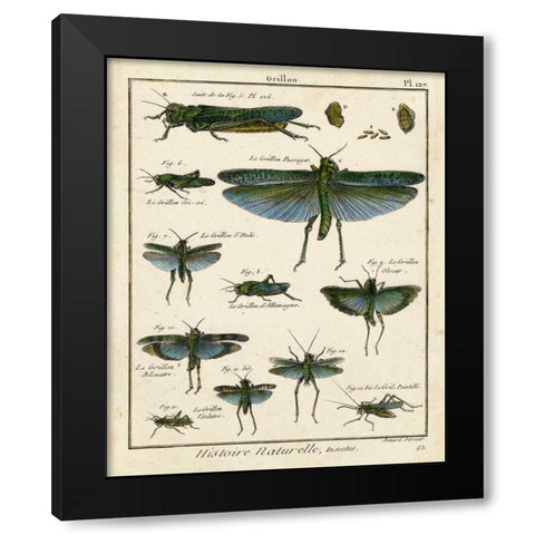 Histoire Naturelle Insects II Black Modern Wood Framed Art Print by Diderot