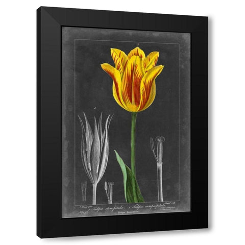 Midnight Tulip V Black Modern Wood Framed Art Print with Double Matting by Vision Studio