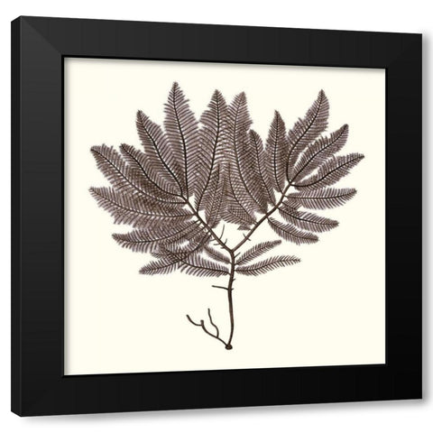 Seaweed Collection I Black Modern Wood Framed Art Print with Double Matting by Vision Studio