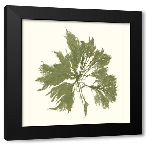 Seaweed Collection III Black Modern Wood Framed Art Print with Double Matting by Vision Studio