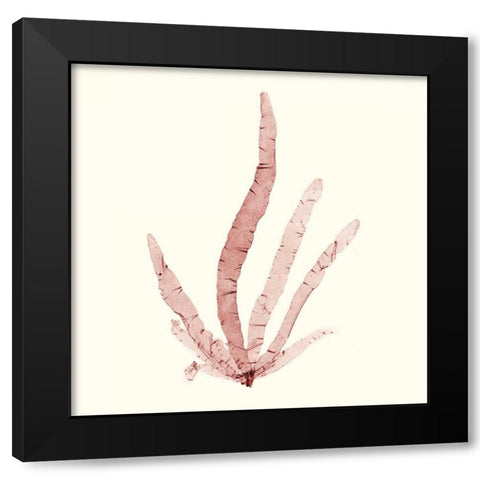 Seaweed Collection VI Black Modern Wood Framed Art Print by Vision Studio