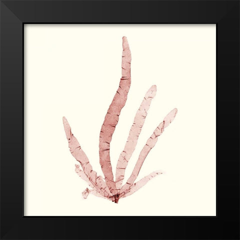 Seaweed Collection VI Black Modern Wood Framed Art Print by Vision Studio