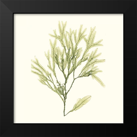 Seaweed Collection VII Black Modern Wood Framed Art Print by Vision Studio