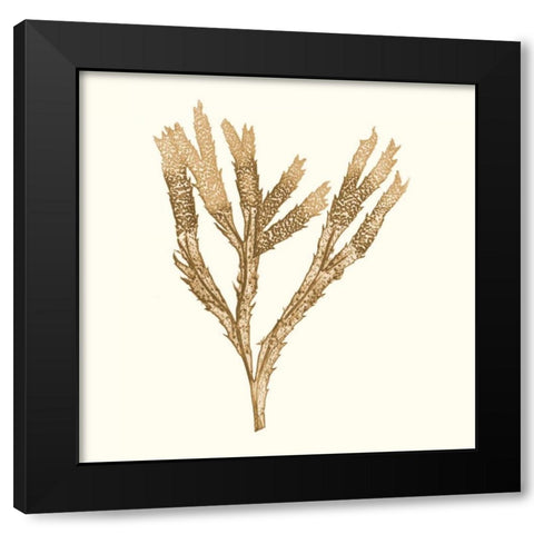 Seaweed Collection VIII Black Modern Wood Framed Art Print by Vision Studio