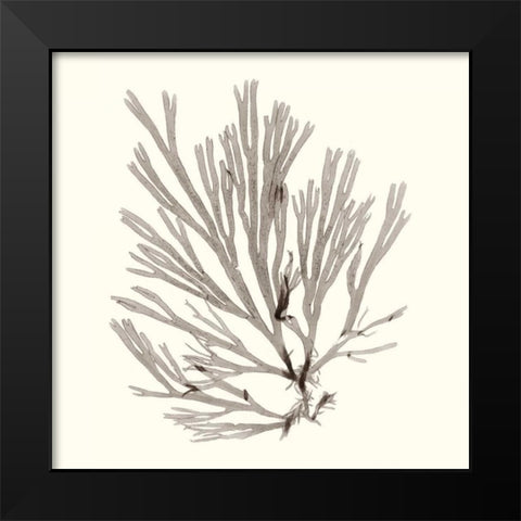 Seaweed Collection IX Black Modern Wood Framed Art Print by Vision Studio