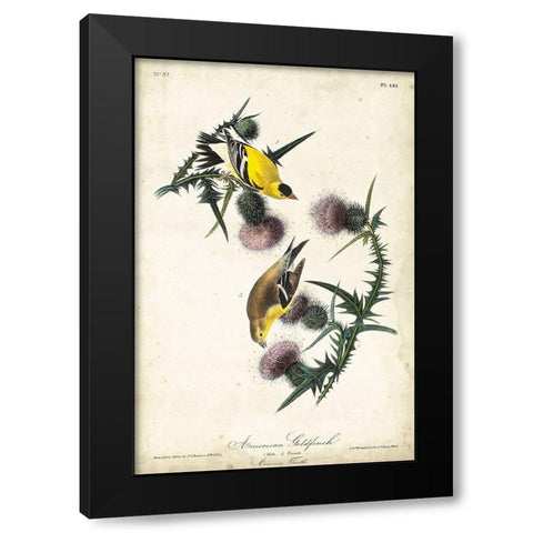 American Goldfinch Black Modern Wood Framed Art Print with Double Matting by Audubon, John James