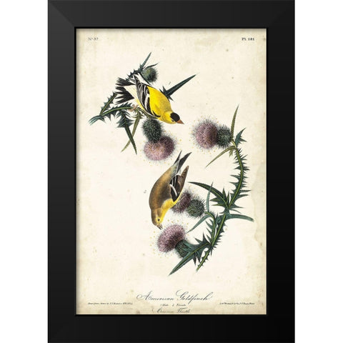 American Goldfinch Black Modern Wood Framed Art Print by Audubon, John James