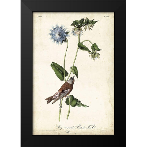 Grey-crowned Purple Finch Black Modern Wood Framed Art Print by Audubon, John James