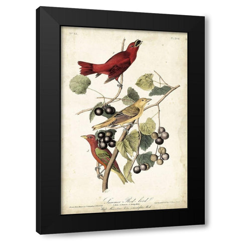 Summer Red Bird Black Modern Wood Framed Art Print by Audubon, John James