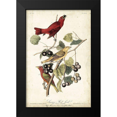 Summer Red Bird Black Modern Wood Framed Art Print by Audubon, John James