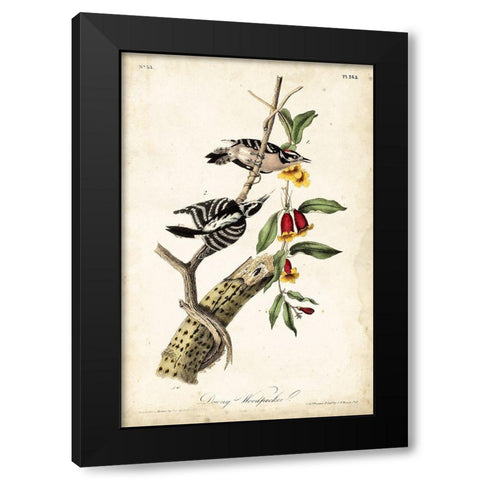Downy Woodpecker Black Modern Wood Framed Art Print with Double Matting by Audubon, John James