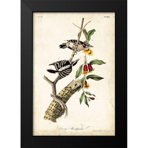 Downy Woodpecker Black Modern Wood Framed Art Print by Audubon, John James