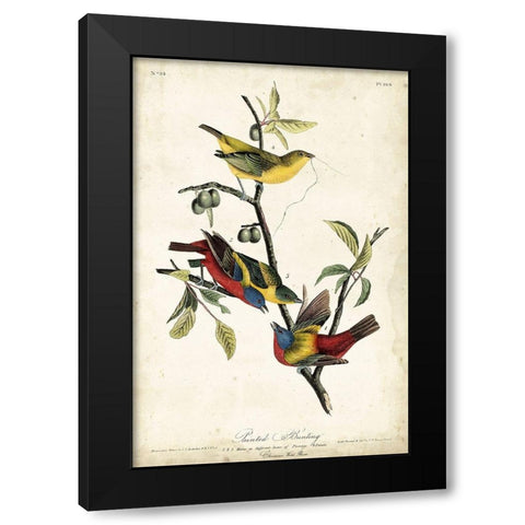 Painted Bunting Black Modern Wood Framed Art Print with Double Matting by Audubon, John James