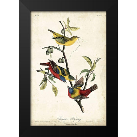Painted Bunting Black Modern Wood Framed Art Print by Audubon, John James