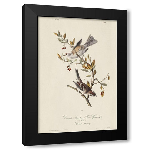 Canada Bunting (ASH) Black Modern Wood Framed Art Print with Double Matting by Audubon, John James