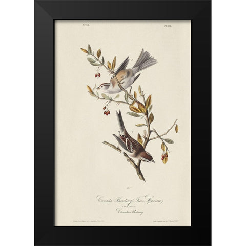 Canada Bunting (ASH) Black Modern Wood Framed Art Print by Audubon, John James